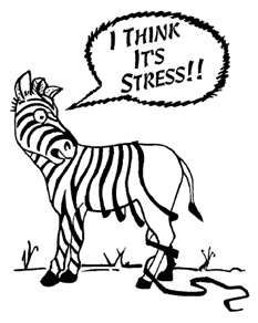 zebra stress